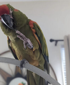 Red Fronted Macaws for sale