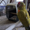 Buy Red Fronted Macaw