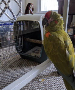 Buy Red Fronted Macaw
