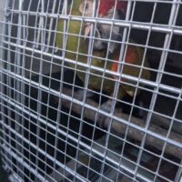 Buy Red Fronted Macaw