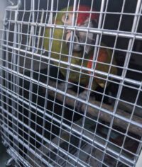 Buy Red Fronted Macaw