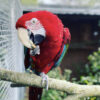 Green Winged Macaw for Sale