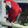 Green Winged Macaw for Sale