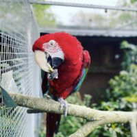 Green Winged Macaw for Sale