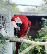 Green Winged Macaw for Sale