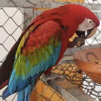 Green Winged Macaw for sale