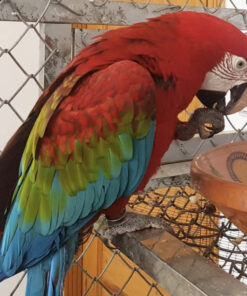 Green Winged Macaw for sale