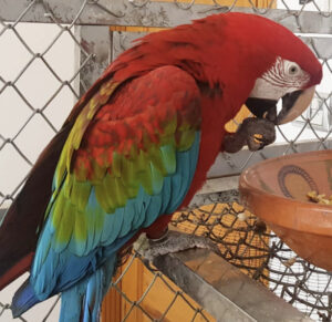 Green Winged Macaw for sale