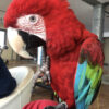 Buy green winged macaw