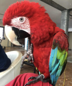 Buy green winged macaw