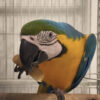 blue and gold macaw for sale