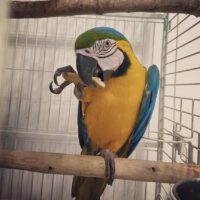 blue and gold macaw for sale