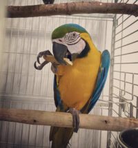 blue and gold macaw for sale