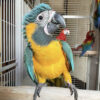 Blue Throated macaw bird for sale