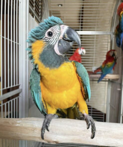 Blue Throated macaw bird for sale