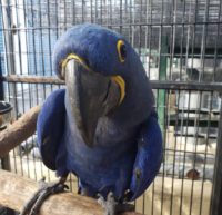 hyacinth macaw for sale