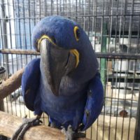 hyacinth macaw for sale