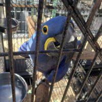 hyacinth macaw for sale