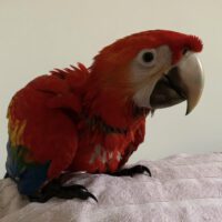 Baby Scarlet Macaw For Sale 