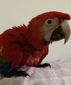 Baby Scarlet Macaw For Sale 