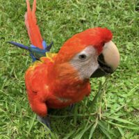 Scarlet Macaw for Sale