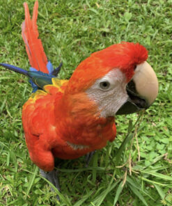 Scarlet Macaw for Sale