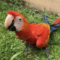 Scarlet Macaw for Sale