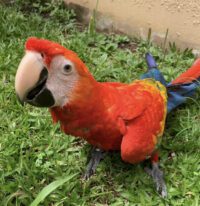 Scarlet Macaw for Sale