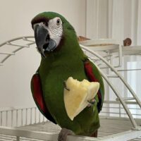 severe macaw for sale