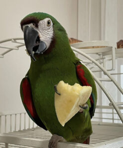 severe macaw for sale