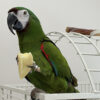 severe macaw for sale