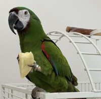 severe macaw for sale