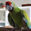 Military Macaw for Sale