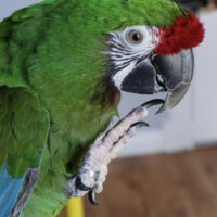 Military Macaw for Sale