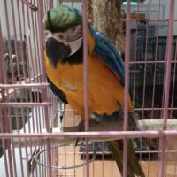 Blue and Gold Macaw for sale