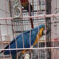 Blue and Gold Macaw for sale