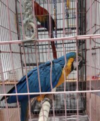 Blue and Gold Macaw for sale