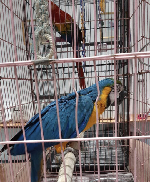 Blue and Gold Macaw for sale