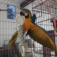 Blue and Gold Macaw for sale