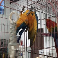 Blue and Gold Macaw for sale