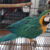 baby blue and gold macaw for sale