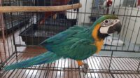 baby blue and gold macaw for sale