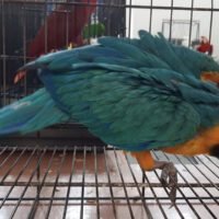 baby blue and gold macaw for sale