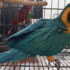 baby blue and gold macaw for sale