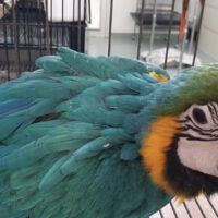 baby blue and gold macaw for sale