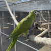 Hahns Macaw For Sale