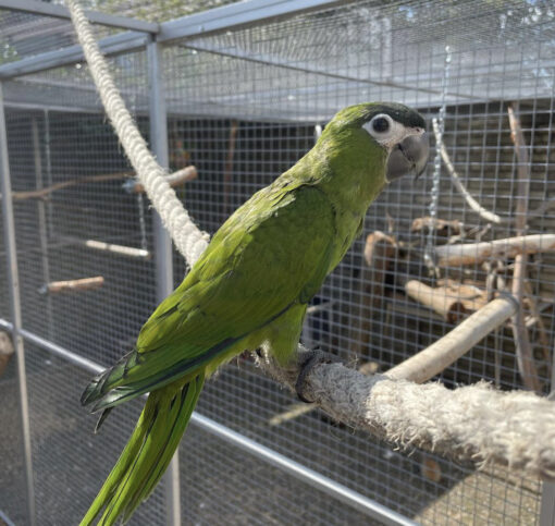 Hahns Macaw For Sale