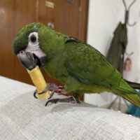 hahns macaws for sale