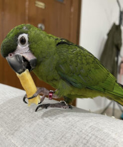 hahns macaws for sale