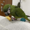 hahns macaws for sale